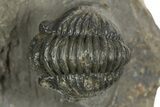 Curled Proetid (Gerastos) Trilobite Fossil - Morocco #343303-2
